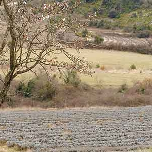  4 : lavande d'Ardeche