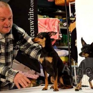 concours du plus beau chien du monde - video 02