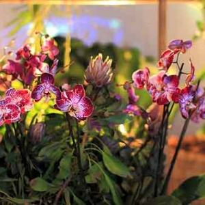 LIEGE du 28 mars au 20 mai, le monde secret des orchidees