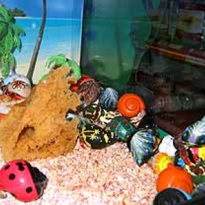 Le Bernard l'hermite terrestre Le Bernard l'hermite terrestre