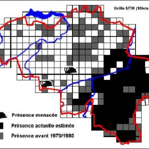 Notre Roi Albert II photographie les blaireaux Notre Roi Albert II photographie les blaireaux