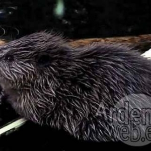 Le castor de Stavelot - video 02