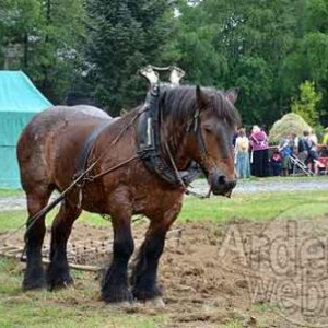 7840 - A bon vi timps  Bovigny