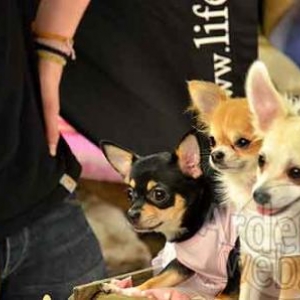 concours du plus beau chien du monde - photo 4851