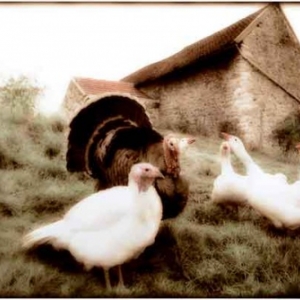 1973-Photo de Hubert Grooteclaes 1973-Photo de Hubert Grooteclaes