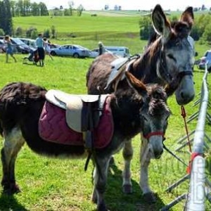 Willow Springs Western Festival - photo 2265 Willow Springs Western Festival - photo 2265