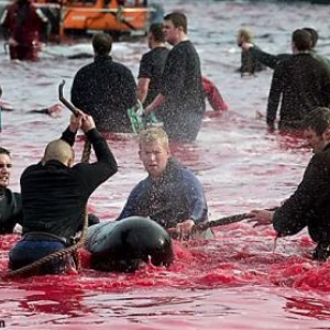 Massacre de Calderon un dauphin des iles de Feroe au Danemark