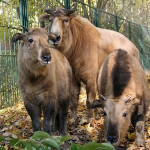 Naissance à Pairi Daiza de deux takins dorés de Chine. Naissance à Pairi Daiza de deux takins dorés de Chine.