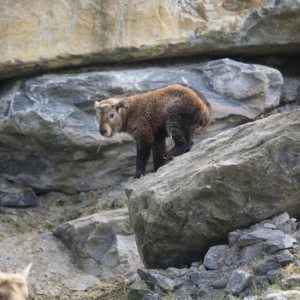 Naissance à Pairi Daiza de deux takins dorés de Chine. Naissance à Pairi Daiza de deux takins dorés de Chine.