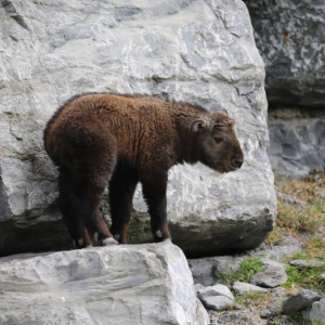 Naissance à Pairi Daiza de deux takins dorés de Chine. Naissance à Pairi Daiza de deux takins dorés de Chine.