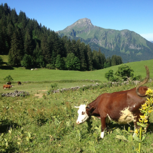 ​Châtel.  Destination Tout-Saison au Cœur des Alpes