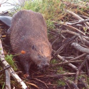 castor, teletourisme, houffalize, ardenne, castor, teletourisme, houffalize, ardenne,