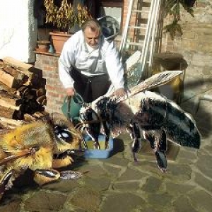 nourrissage d'abeille