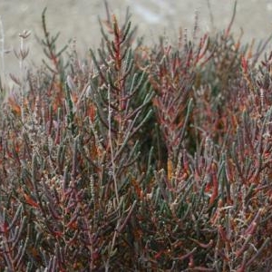 Decouverte du biotope Decouverte du biotope