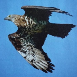 La bondee apivore / vallee superieure de l'Our ( photo T. Conzemius dans Regulus 6 / 2010 )