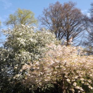   Les printemps  colorés de Keukenhof         