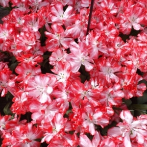   Les printemps  colorés de Keukenhof         