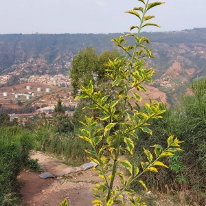 Scène quotidienne à Kigali