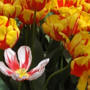   Les printemps  colorés de Keukenhof         