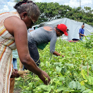 Occuper et cultiver une parcelle de terre  tel est le mode de résistance de centaines de communautés de travailleurs ruraux « sans terre » à travers l’État de Goiás. ( goias2023-romain_veys_eda-formosa-5-1200x900 )