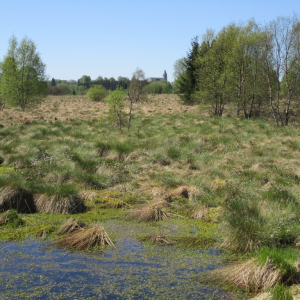 La tourbe fagnarde ( photo : F.Detry )