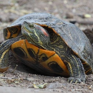 17 La tortue de Floride