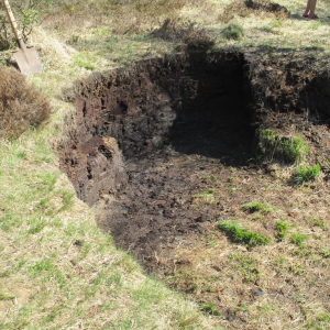 La tourbe fagnarde ( photo : F.Detry )