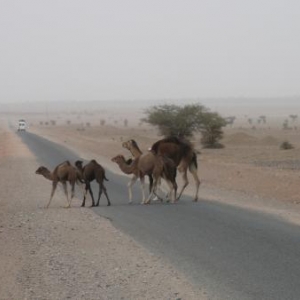Rencontre dans le desert de M'Hamid Rencontre dans le desert de M'Hamid