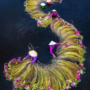 1 Récolte des nénuphars, Long An, Vietnam © Trung Pham Huy - Drone Awards 2020 1 Récolte des nénuphars, Long An, Vietnam © Trung Pham Huy - Drone Awards 2020