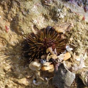 Decouverte du biotope Decouverte du biotope