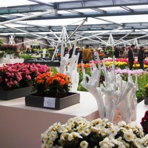 Keukenhof ( NL ) ( photo F. Detry )