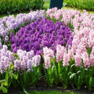 Keukenhof ( NL ) ( photo F. Detry )