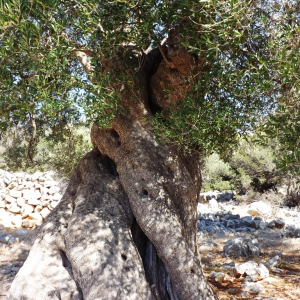 Les oliveraies de Lun ( photo :  F. Detry )