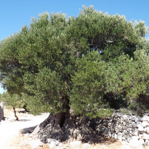 Les oliveraies de Lun ( photo :  F. Detry )