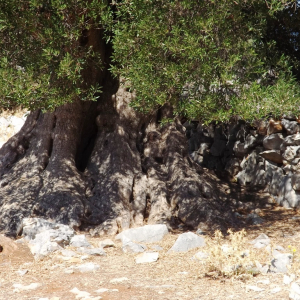 Les oliveraies de Lun ( photo :  F. Detry )