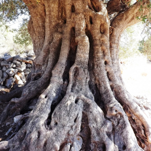 Les oliveraies de Lun ( photo :  F. Detry )