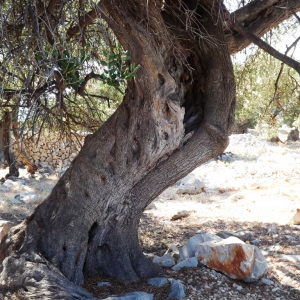 Les oliveraies de Lun ( photo :  F. Detry )