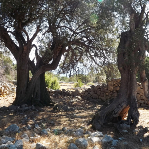 Les oliveraies de Lun ( photo :  F. Detry )