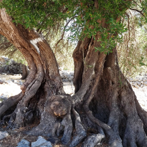 Les oliveraies de Lun ( photo :  F. Detry )