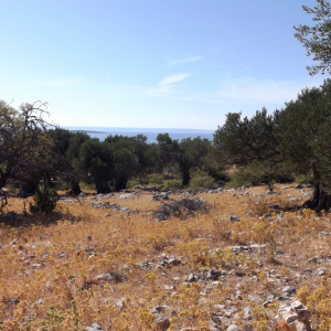 Les oliveraies de Lun ( photo :  F. Detry )