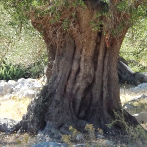 Les oliveraies de Lun ( photo :  F. Detry )