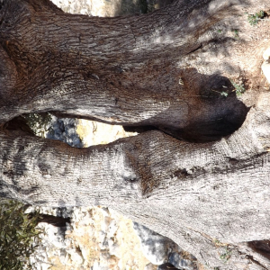 Les oliveraies de Lun ( photo :  F. Detry )