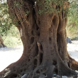 Les oliveraies de Lun ( photo :  F. Detry )