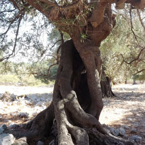 Les oliveraies de Lun ( photo :  F. Detry )