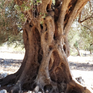 Les oliveraies de Lun ( photo :  F. Detry )