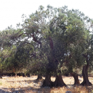 Les oliveraies de Lun ( photo :  F. Detry )