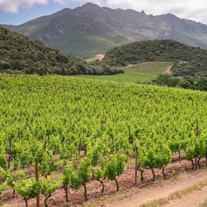 20 Conca d'Orú, vignoble de Patrimonio - golfe de Saint-Florent (Corse)