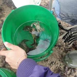 Analyse de la recolte Analyse de la recolte