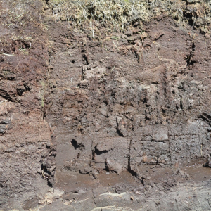 La tourbe fagnarde ( photo : F.Detry )