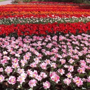   Les printemps  colorés de Keukenhof         